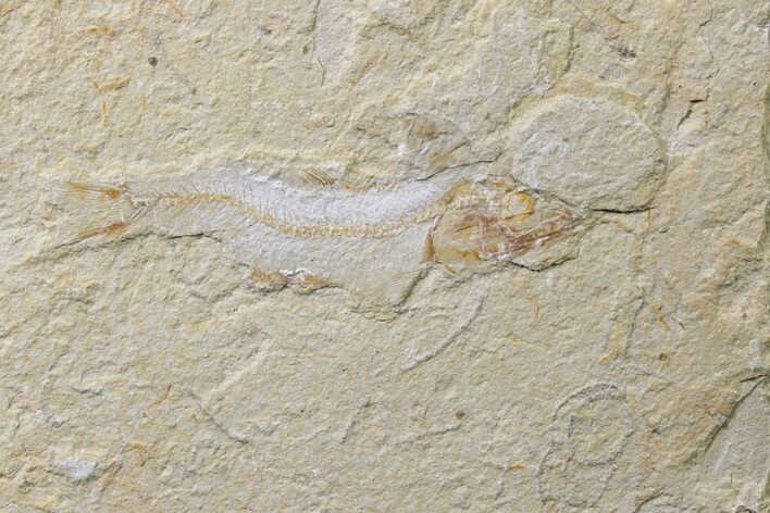 Cretaceous Fossil Fish (Gaudryella) - Lebanon #162823